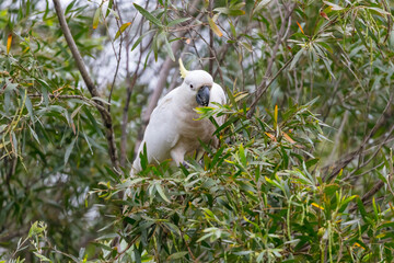 Photograph of white adult Sulphur Crested Cockatoo eating leaves in a Gum Tree in the Blue Mountains in New South Wales, Australia.