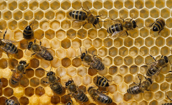 Eggs and larvae of future honey bees.
These are two successive phases of honey bee development.
