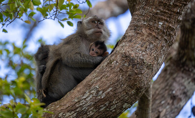 In the Sanctuary of Mauritius: A Mother Macaque's Loving Moment