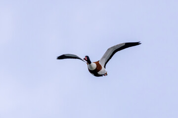 Common Shelduck (Tadorna tadorna) on Bull Island, commonly found in coastal wetlands and estuaries