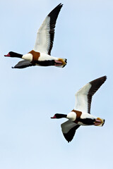Common Shelduck (Tadorna tadorna) on Bull Island, commonly found in coastal wetlands and estuaries
