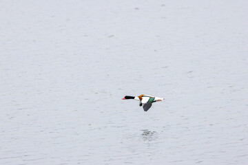 Common Shelduck (Tadorna tadorna) on Bull Island, commonly found in coastal wetlands and estuaries