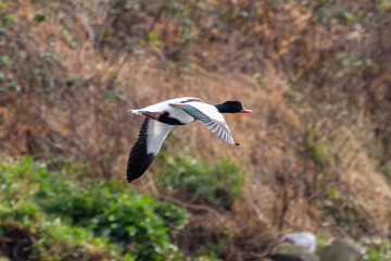 Common Shelduck (Tadorna tadorna) on Bull Island, commonly found in coastal wetlands and estuaries