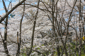 船岡城址公園のソメイヨシノ cherry blossoms at Funaoka Castle