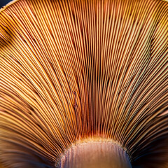 Abstract mushroom gills texture, under cap. Macro bottom view.