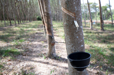 Rubber trees in rubber plantation. Rubber latex extracted from rubber tree in bowl.