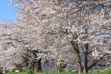 白石川堤一目千本桜 Shiroishi River Cherryblossoms