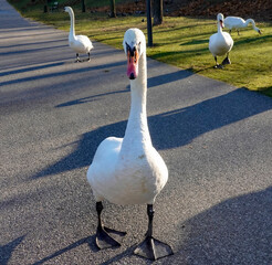 white swans on the road