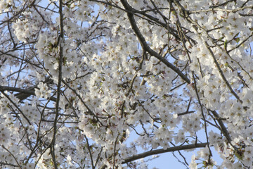 白石川堤一目千本桜 Shiroishi River Cherryblossoms