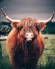 Bull