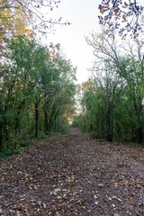 A public trail passes through the Wisconsin forest for hikers to enjoy in October .