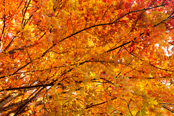 Looking up into a maple tree during the autumn on an October morning in Wisconsin.