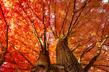 Looking up into a maple tree during the autumn on an October morning in Wisconsin.