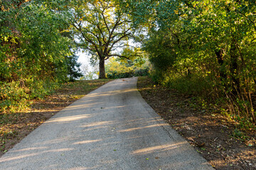 An old oat tree sits ontop of a hill with a paved public walking trail leads up the hill.