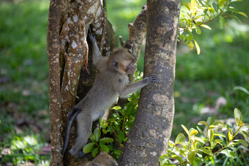 The Forests of Mauritius: A Young Macaque's First Steps