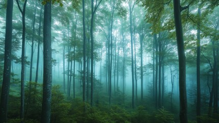 Fototapeta premium Misty beech forest landscape image. Tall slender trees and soft green foliage photography scene wallpaper. Tranquil nature. Enchanting woodland mist concept photorealistic photo