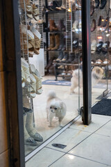 At the entrance of a shoe shop, two adorable dogs stand eagerly, bringing joy to shoppers. Their...