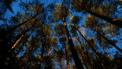 Fototapeta premium Blick durch den Wald in den blauen Himmel, Bucklige Welt, Landschaft, Niederösterreich, Österreich, Europa, 