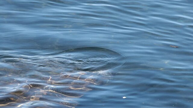 Florida manatee, trichechus manatus, coming up for a breath of air.