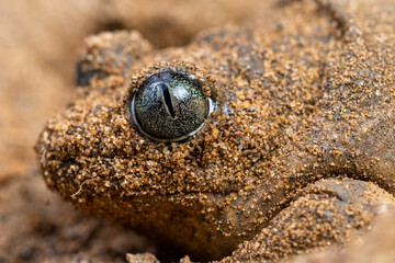Close-up of a common spadefoot toad camouflaged in sand