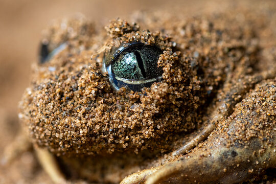 Close-up of a sand-covered common spadefoot toad eye