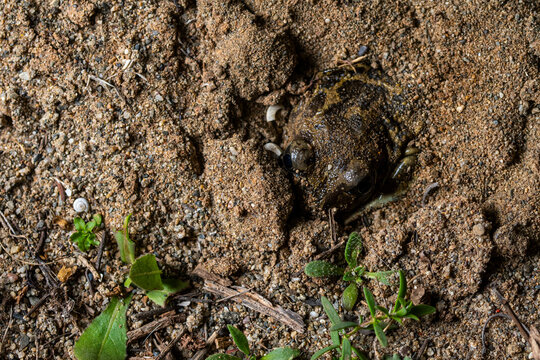Common spadefoot toad partially buried in sandy habitat