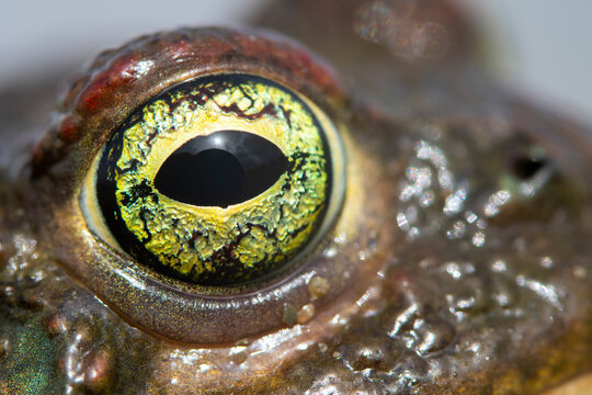 Close-up of the distinctive eye of a natterjack toad