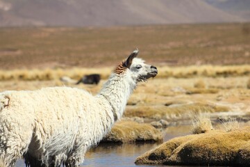 Fototapeta premium lhamas no altiplano boliviano