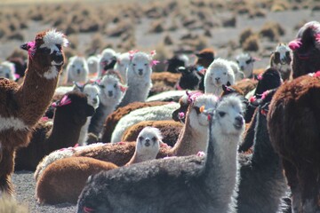 lhamas no altiplano boliviano