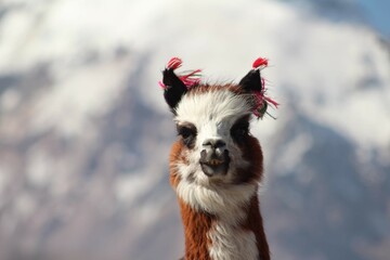 lhamas no altiplano boliviano