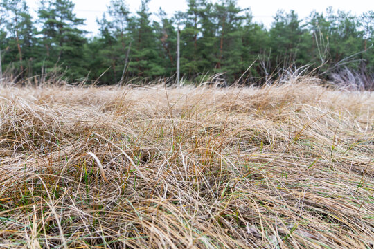 Beautiful natural warm autumn colors at sunset of semi-desert alkali sacaton textured grass clumps on deserted cattle feed pasture in scenic view