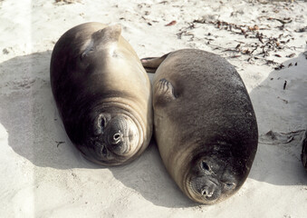 Eléphant de mer, jeune, Mirounga leonina,  Iles Falkland, Malouines