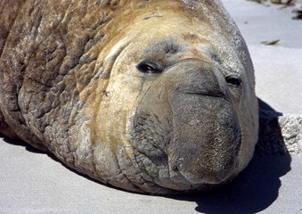 Eléphant de mer, mâle, Mirounga leonina,  Iles Falkland, Malouines