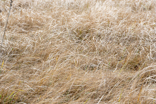 Beautiful natural warm autumn colors at sunset of semi-desert alkali sacaton textured grass clumps on deserted cattle feed pasture in scenic view