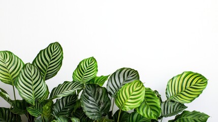 Obraz premium Lush Tropical Calathea Plant Leaves White Background