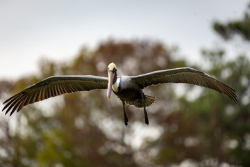 Pelican searching for food