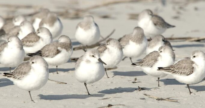 Sanderlings, Calidris alba, sheltering from the wind and hopping on a beach in South Carolina.