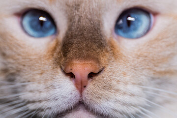 Serious face of a peach-colored Thai cat with bright blue eyes and a freckle on the nose close up.