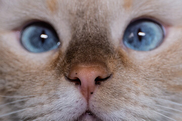 Portrait of a cute and sweet looking Thai cat with bright blue eyes and freckles on his nose close up.