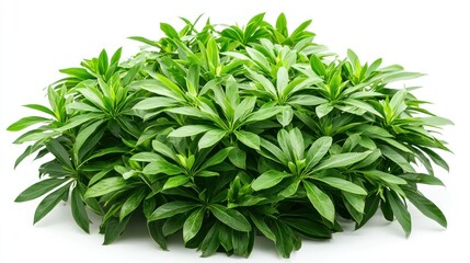 Obraz premium Lush Green Foliage Tropical Plant Houseplant Greenery Nature Botany Leaves Organic Spring Summer