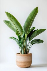 Bird of Paradise Plant in Pot Home Decor Interior Design Greenery