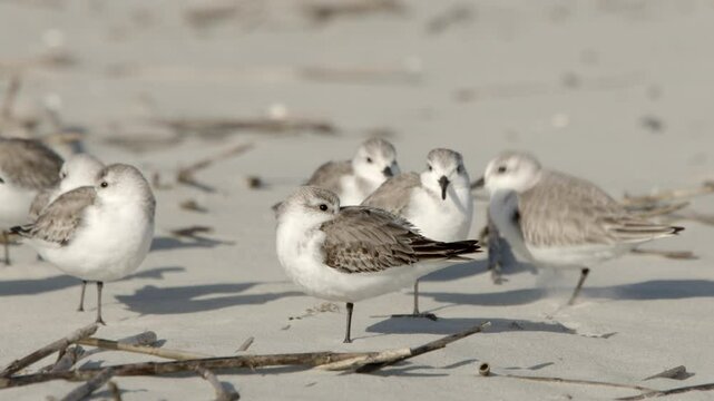 Close up shot of Sanderlings (Calidris Alba) hopping on a beach at Hunting Island State park in South Carolina.