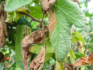 Manifestations of late blight on tomato leaves. Fungal disease of tomatoes., Tomato leaf rot, late...
