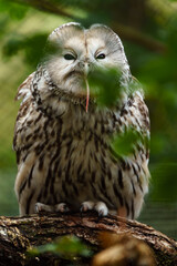 Ural owl on branch eating mouse