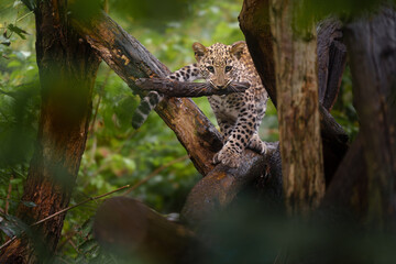Portrait of Persian leopard in zoo