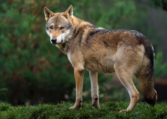 Grey wolf in autumn nature