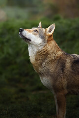 Grey wolf in autumn nature