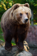 Fototapeta premium Kamchatka brown bear on rock