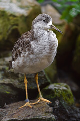 Portrait of Ruff in zoo