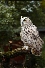 Eurasian eagle owl on branch